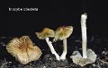 Pseudosperma obsoletum-amf2038